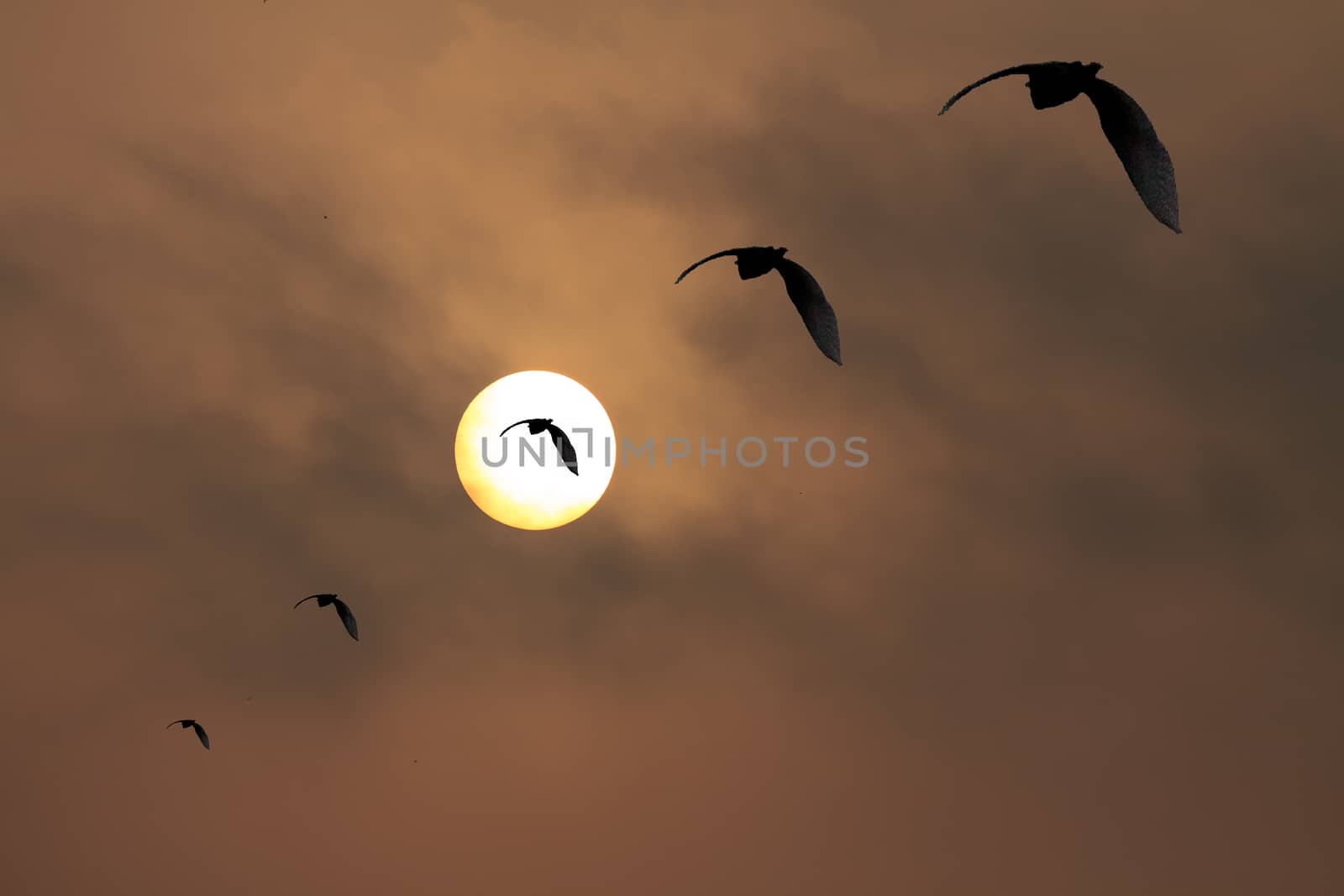 Five Birds flying in a diagonal Single line formation against the dawn sun on a hot dusty polluted morning make for an eerie yet hauntingly beautiful dawn picture.