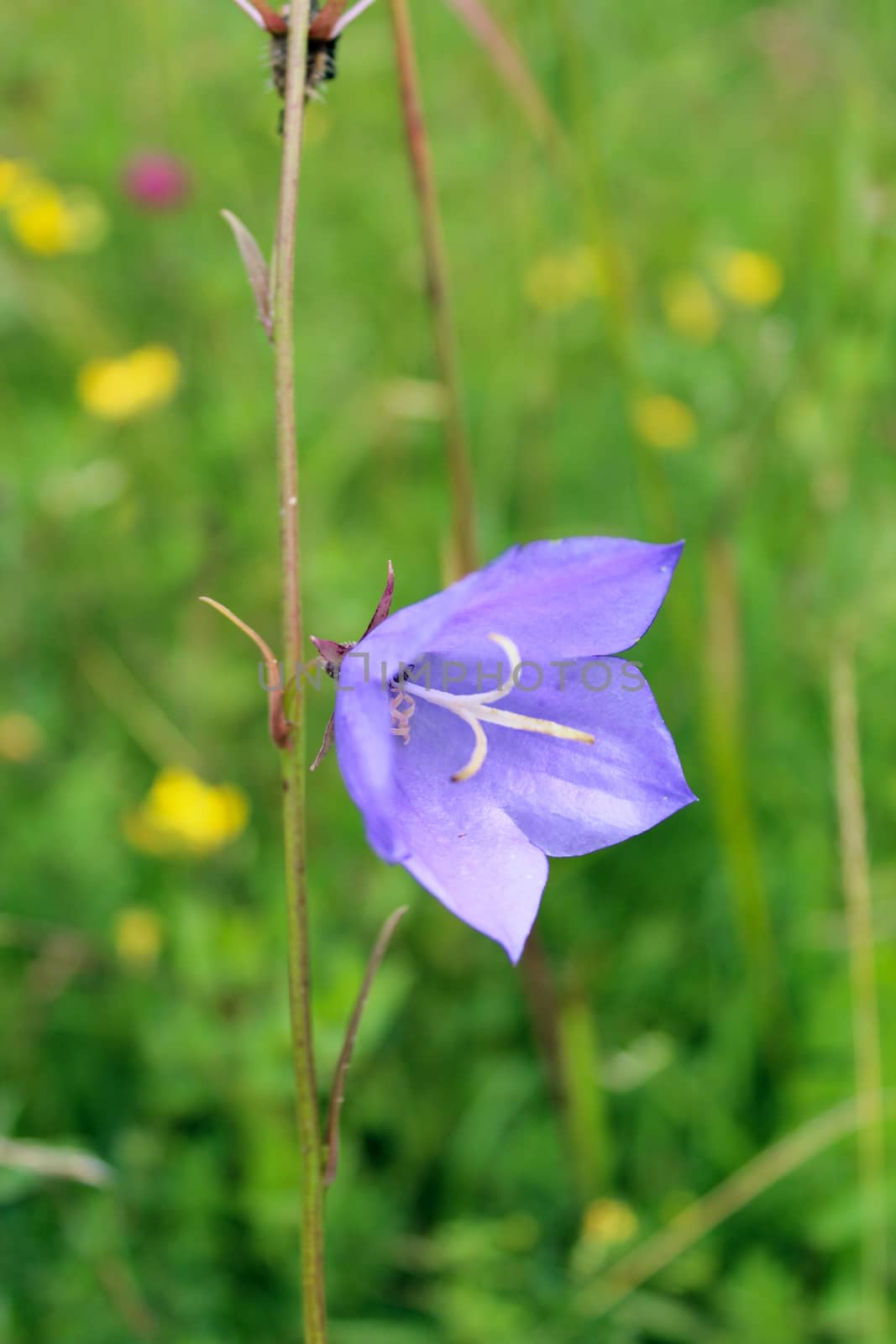 lonely beautiful flower of unique blue bluebell