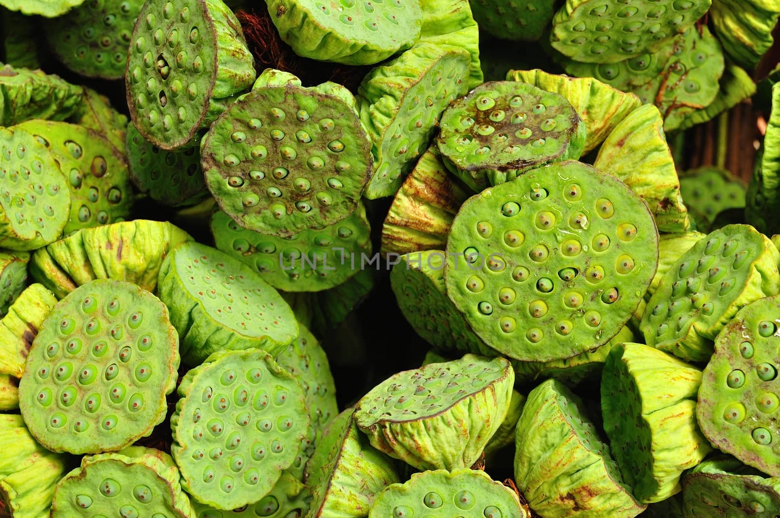 Background of Fresh lotus seeds and pod by thampapon
