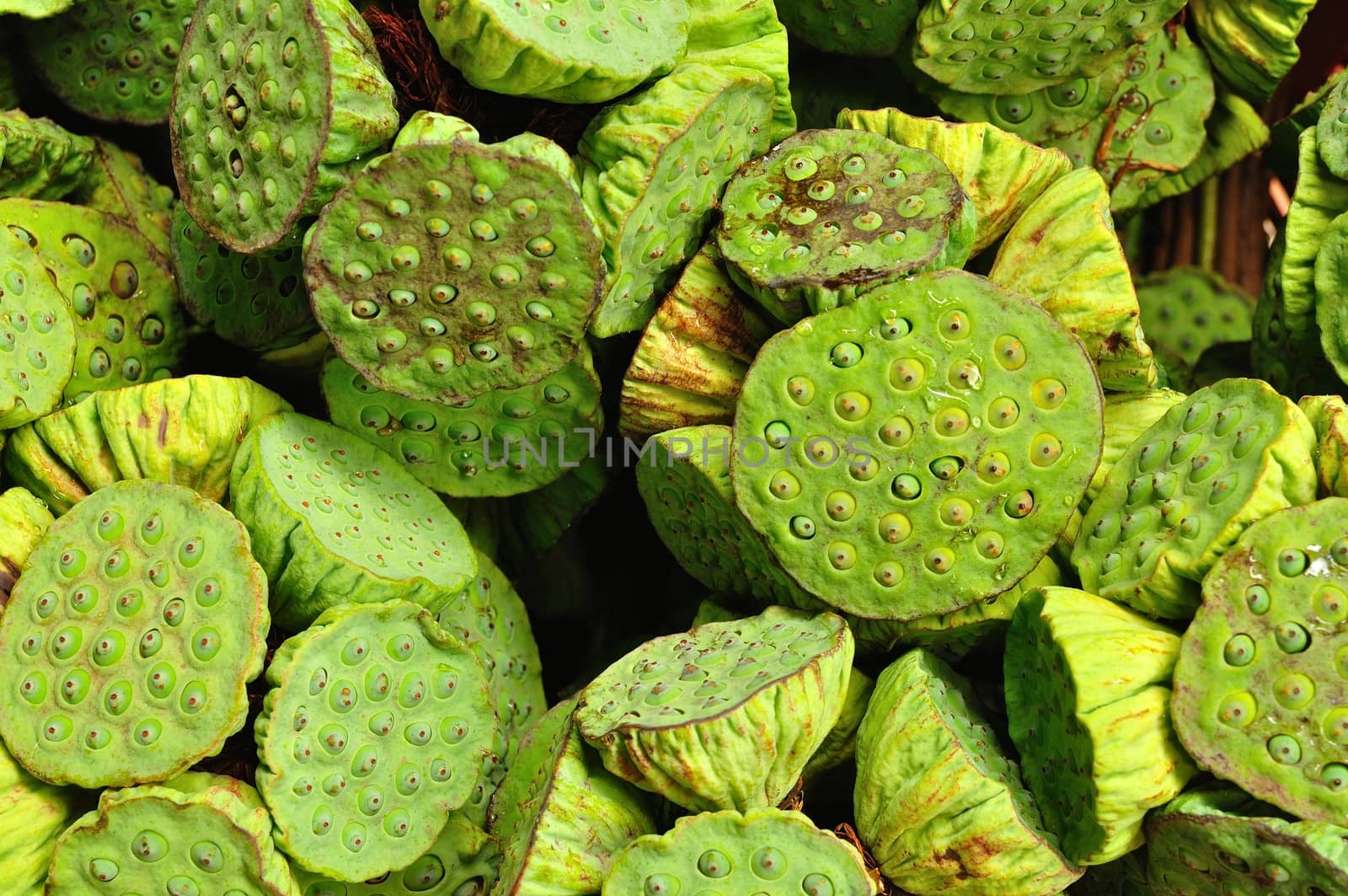 Background of Fresh lotus seeds and pod for use as illustration