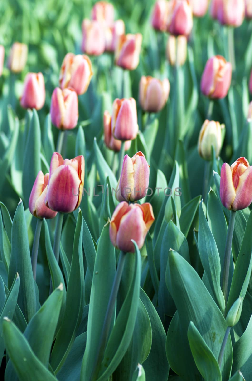 Spring background with tulips