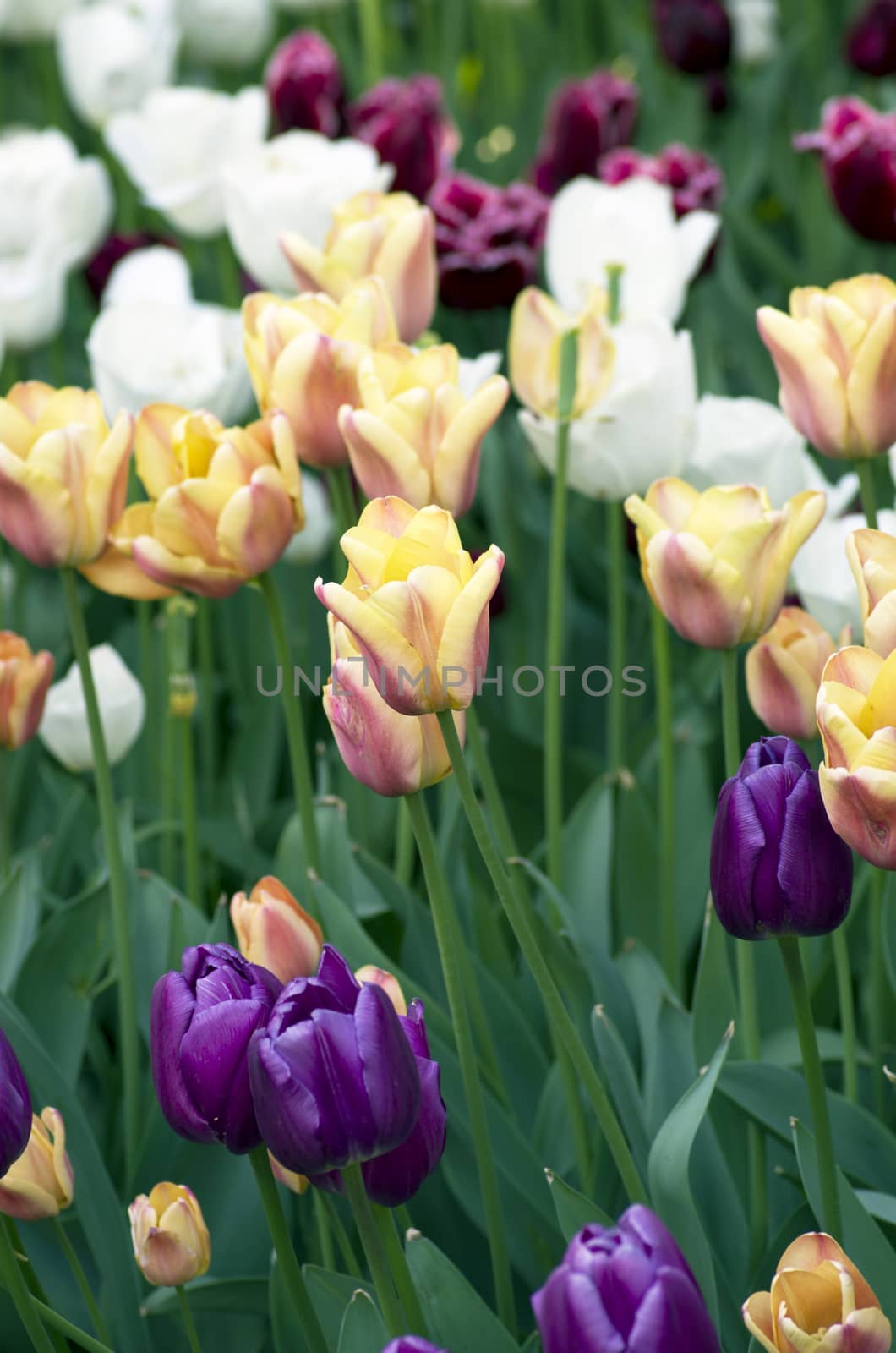 Spring background with tulips