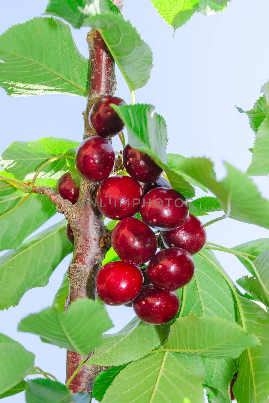 Tasty ripe cherry dark red berry fruits on tree branch with leaves against blue sky