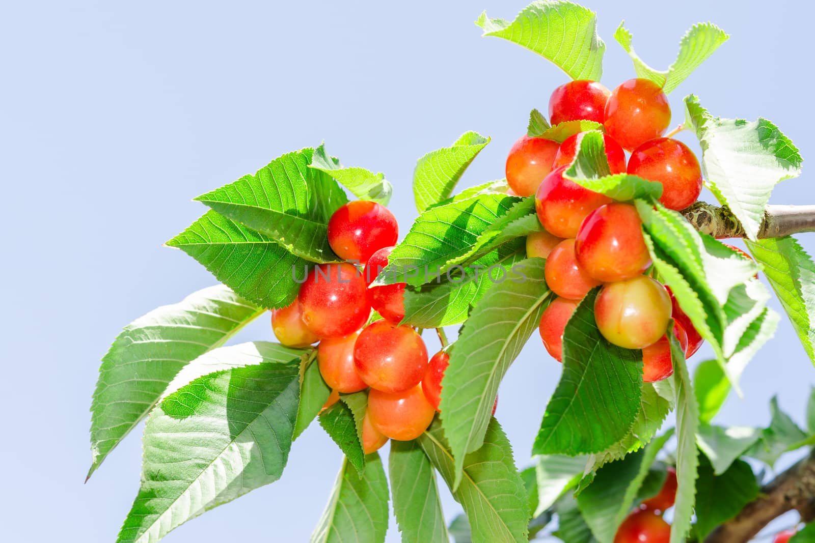 Bright colored rainier white cherry berry and sunlit leafage on tree branch against blue sky