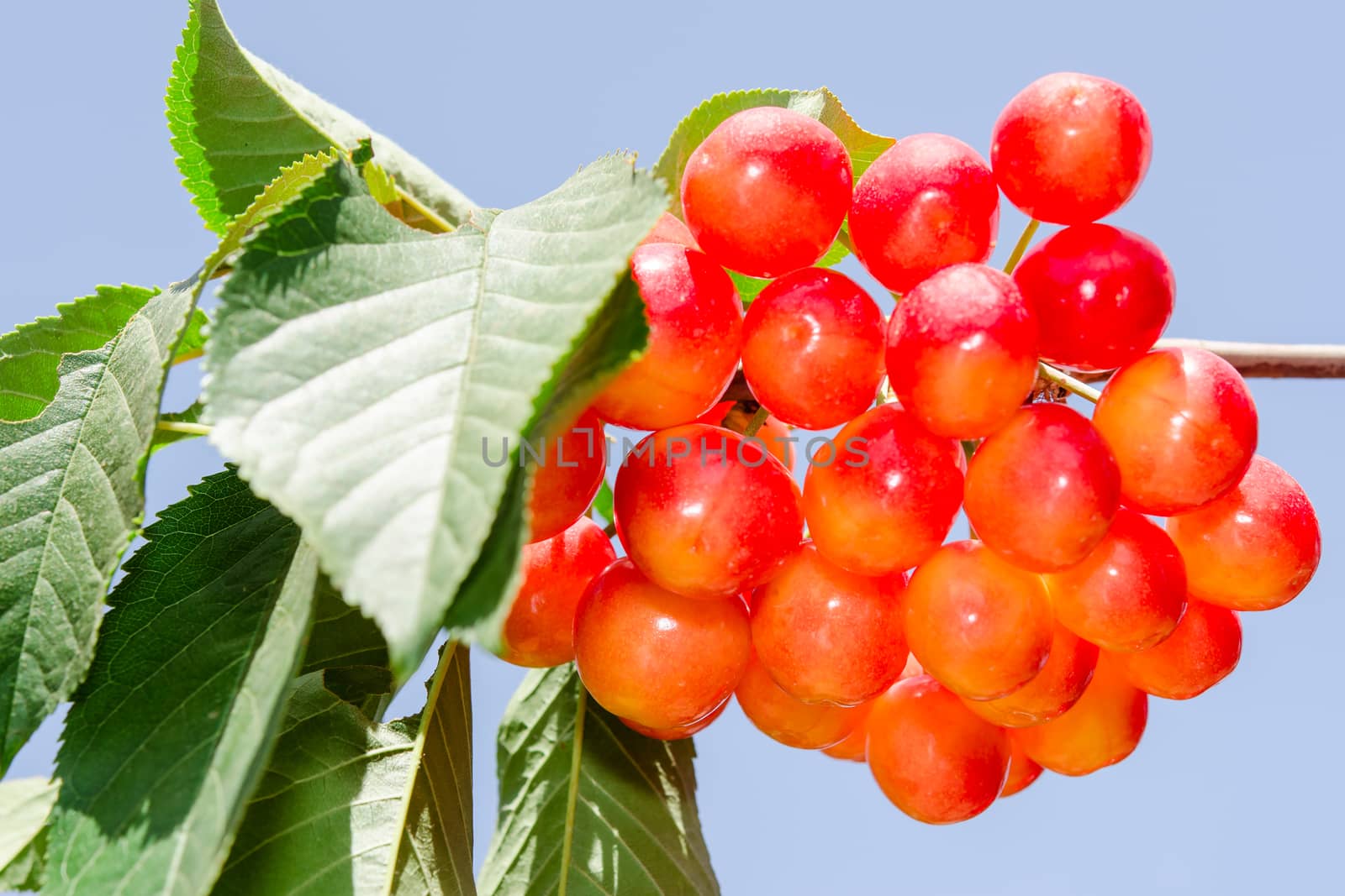 Sunlight bunch of rainier white cherry berry on branch with leaves agains clear blue sky