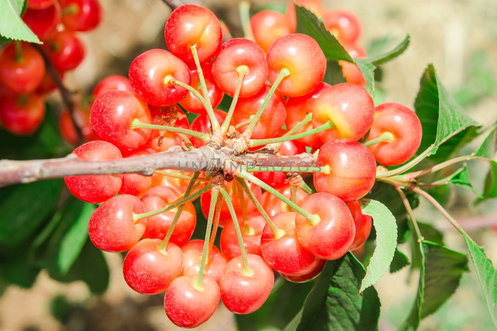 Big bunch of white ripe cherry juicy berry. Rainiers are sweet cherries with a thin skin and thick creamy-yellow flesh.