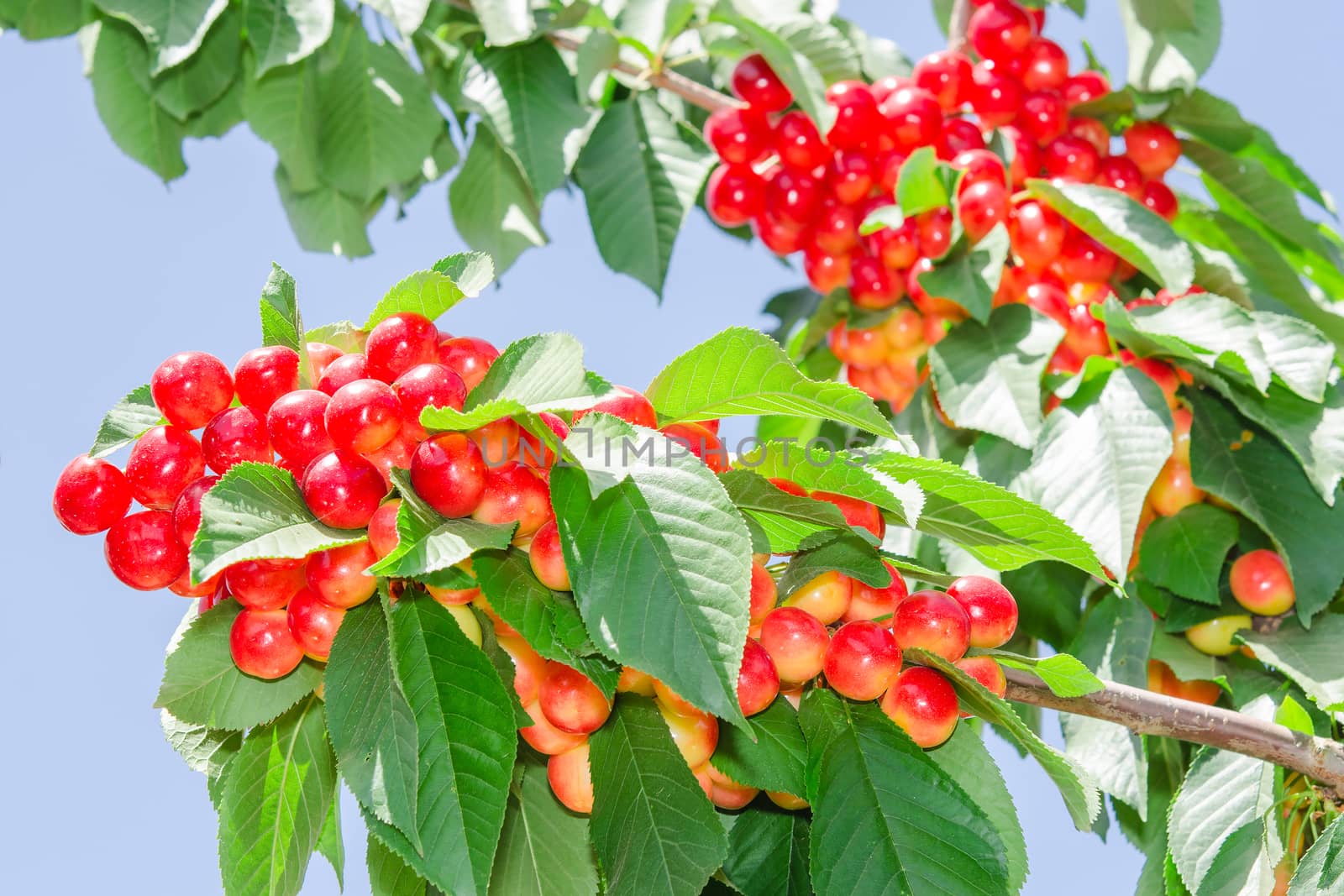 Rainiers white cheries berries on branches of tree in sunshine orchard garden