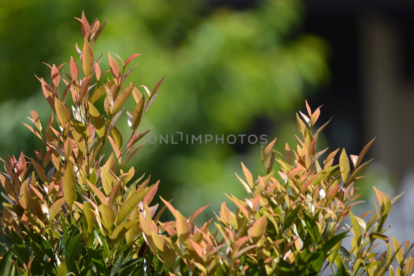 green leaf that suitable for environment background
