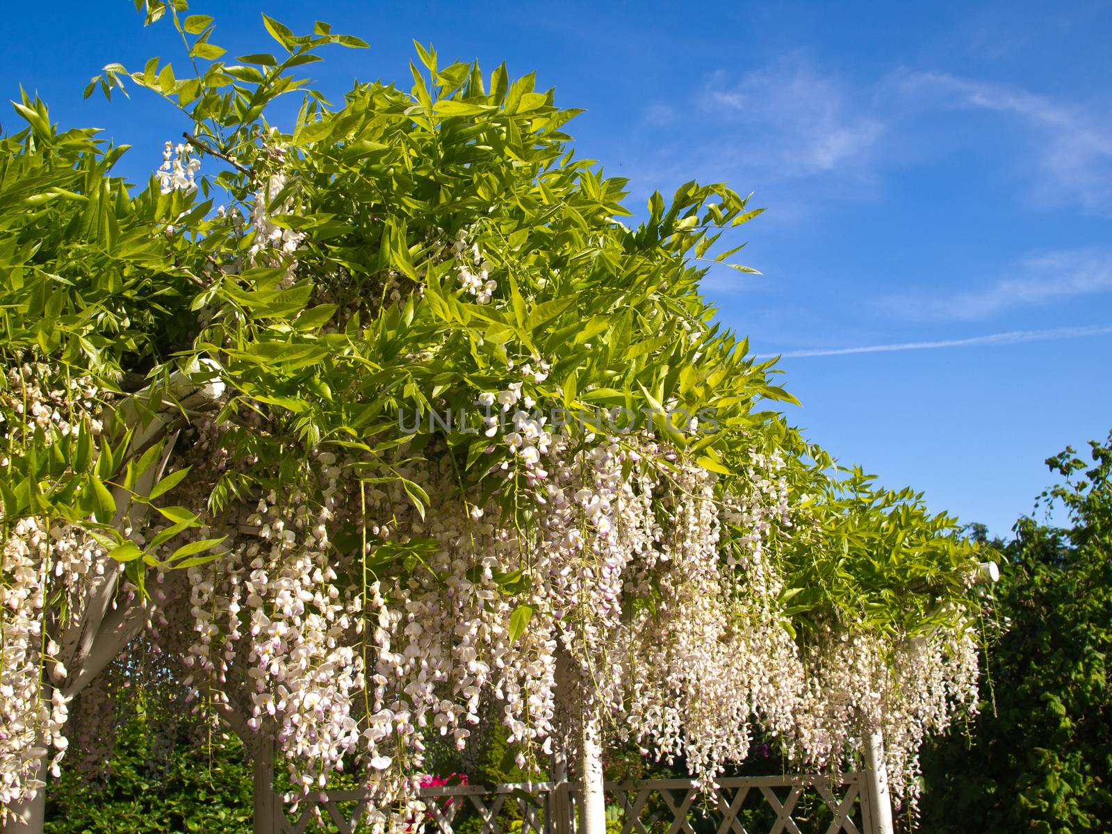 White Wisteria trellis with bright clear blue sky background