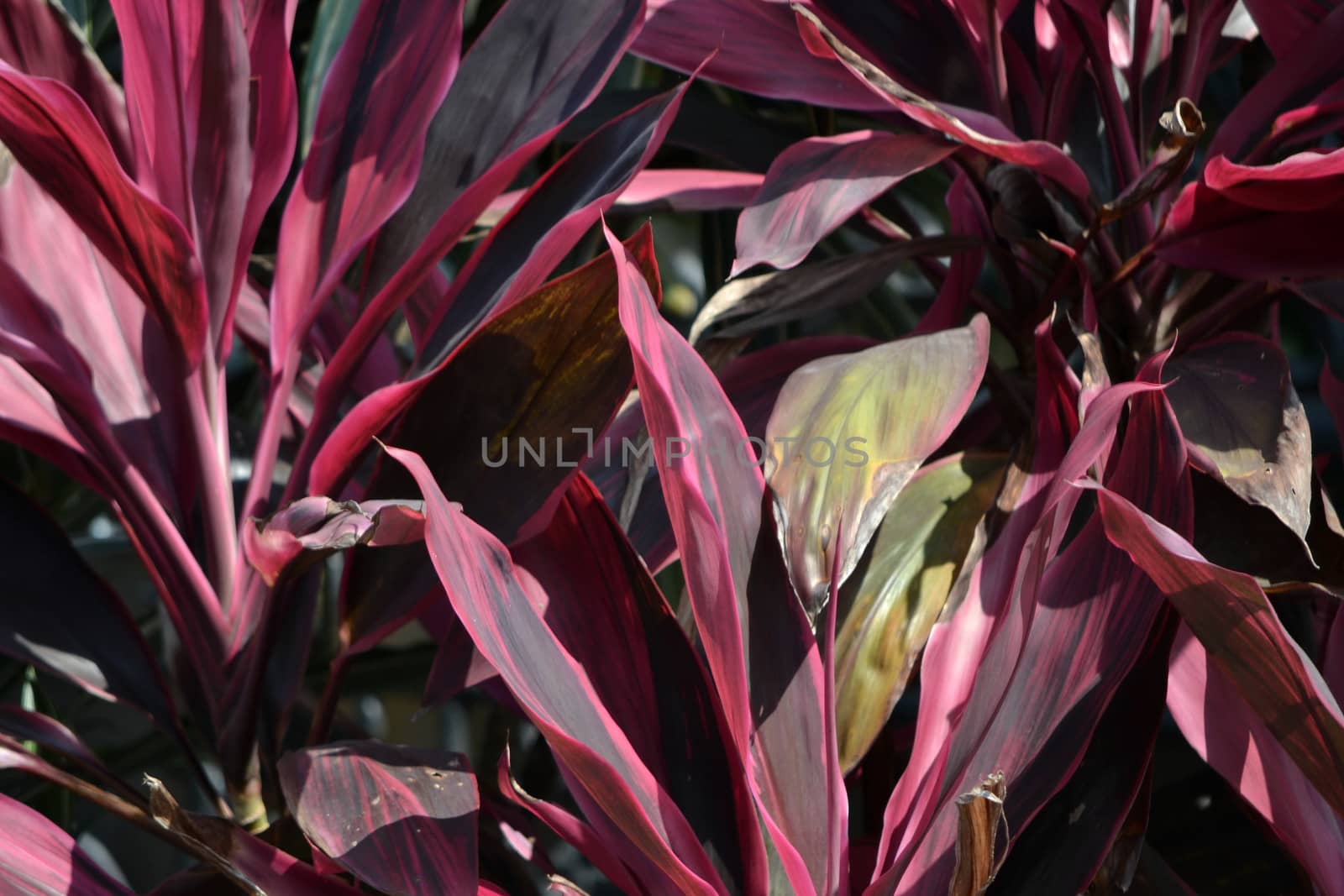 purple leaf that suitable for environment background