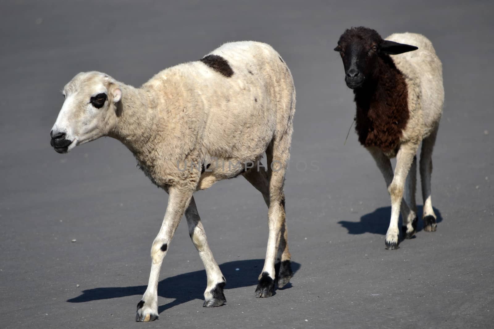 group of white lambs walking across the street
