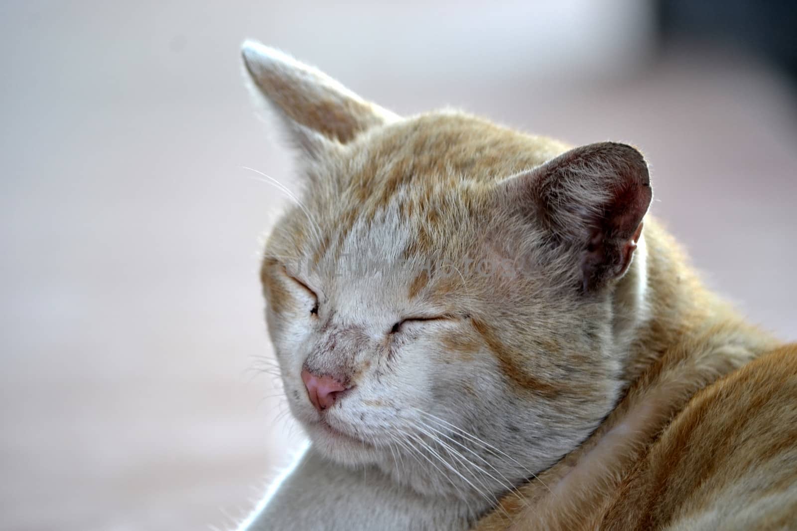 cute brown cat with white color stripe skin mixed