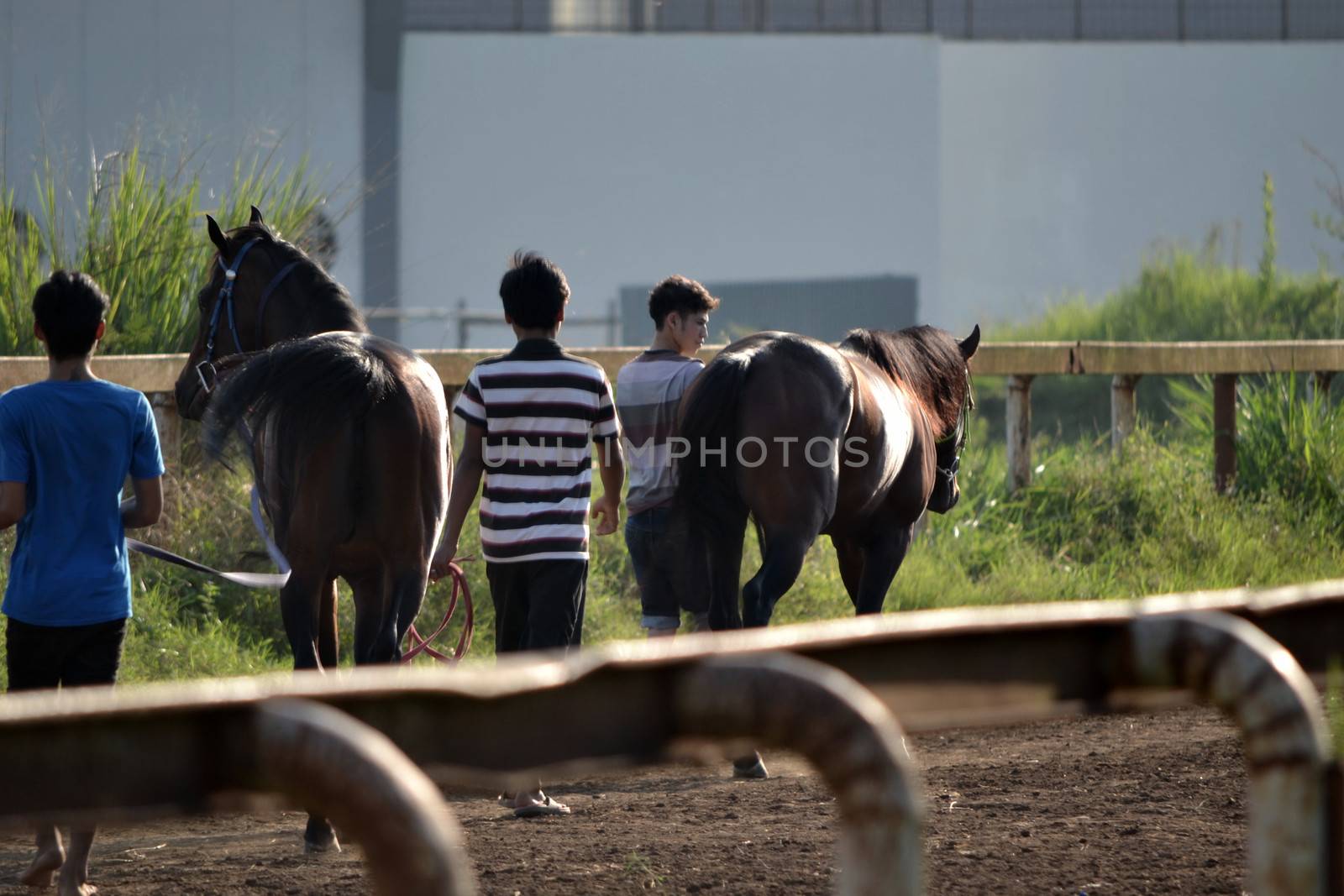 bandung, indonesia-may 31, 2014-man get walking together with his horse in arcamanik horse race arena