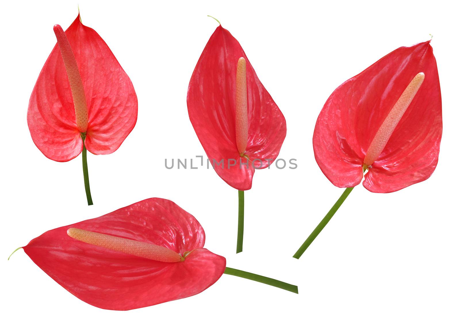 Red Anthurium flowers isolated on a white background