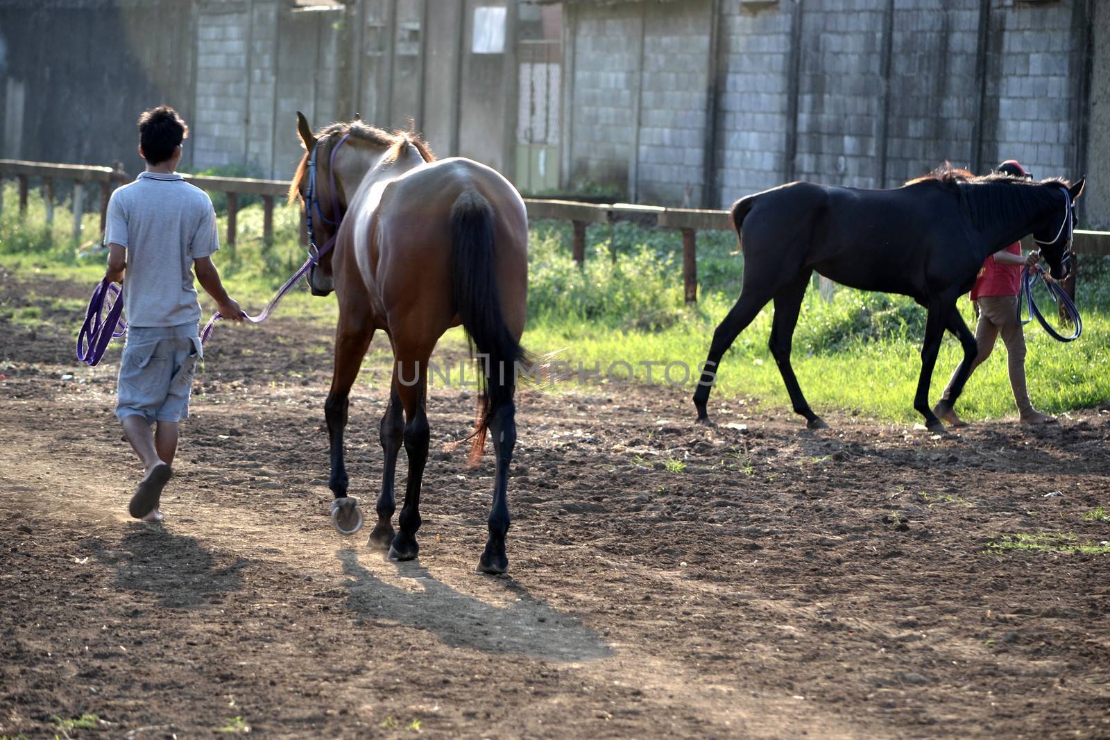 bandung, indonesia-may 31, 2014-man get walking together with his horse in arcamanik horse race arena