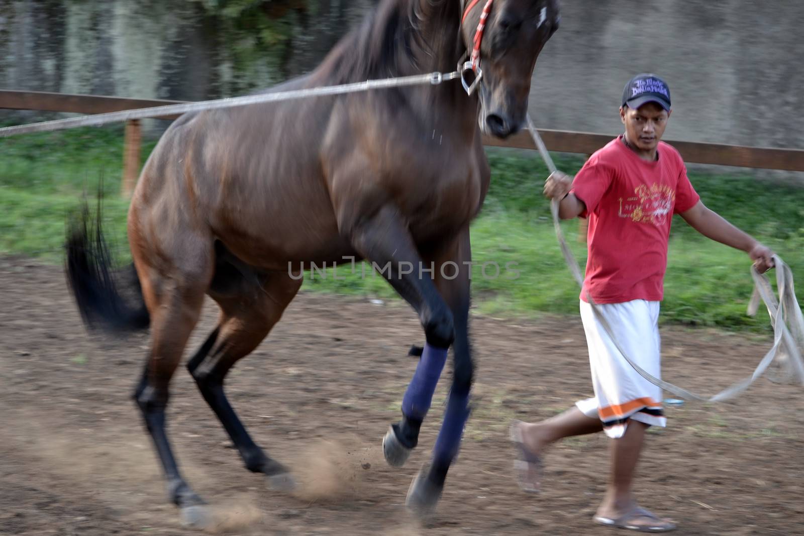 bandung, indonesia-may 31, 2014-man get walking together with his horse in arcamanik horse race arena
