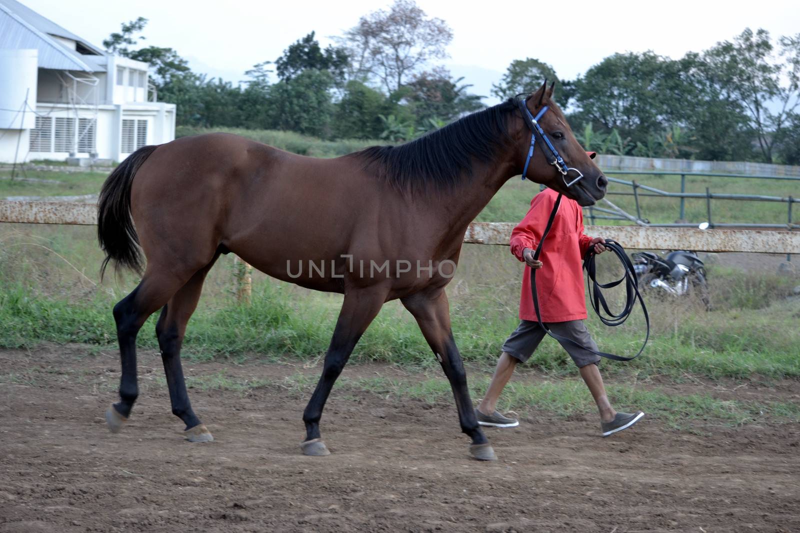bandung, indonesia-may 31, 2014-man get walking together with his horse in arcamanik horse race arena