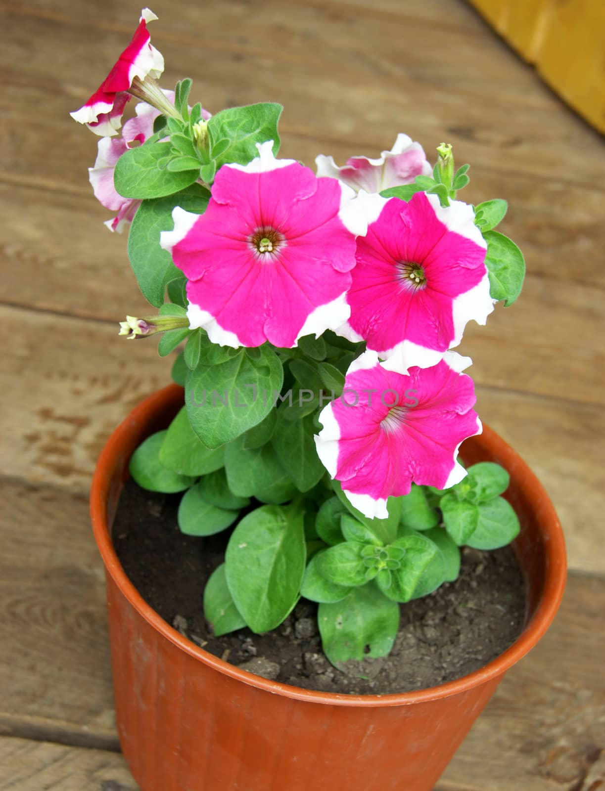 Beautiful decorative Flower Petunia in pot.Beautiful decorative flower