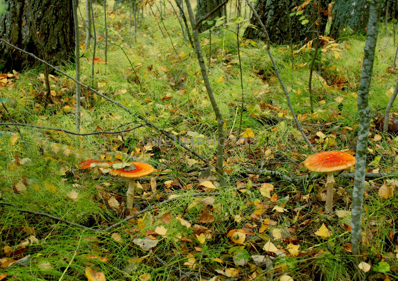 Three mushroom fly agaric in the grass on the forest glade