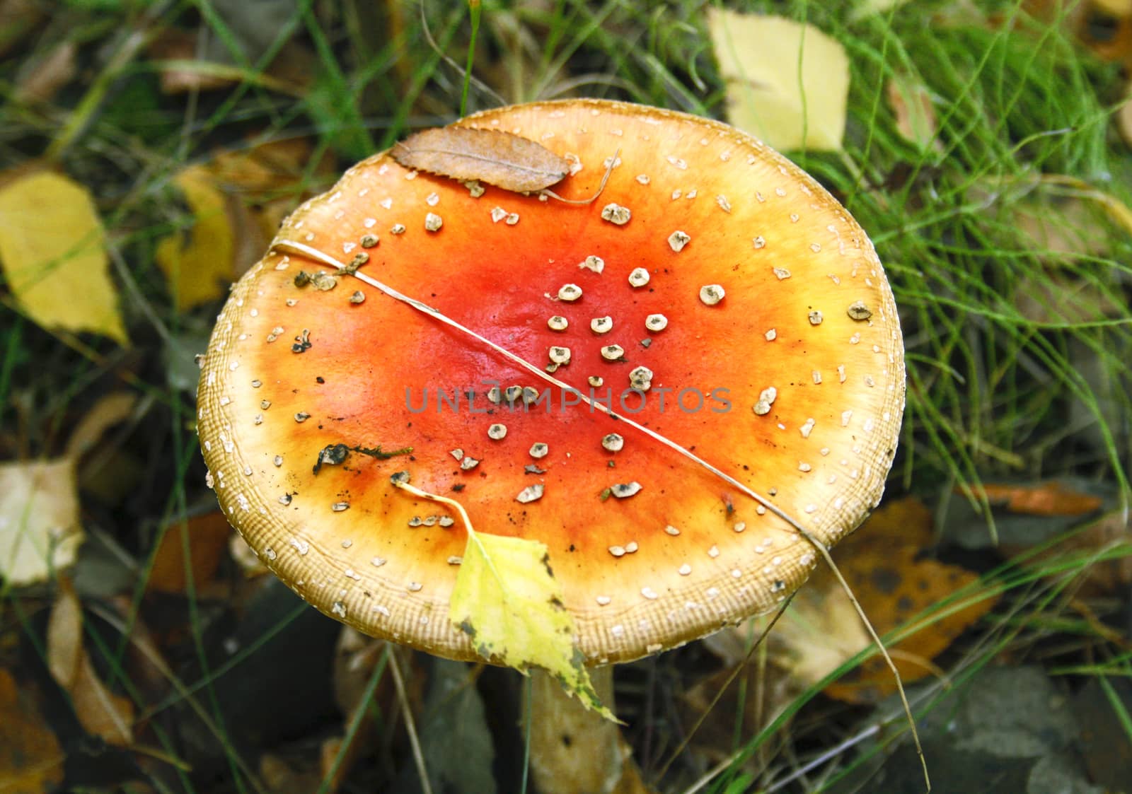 Autumn mushroom in the forest clearing