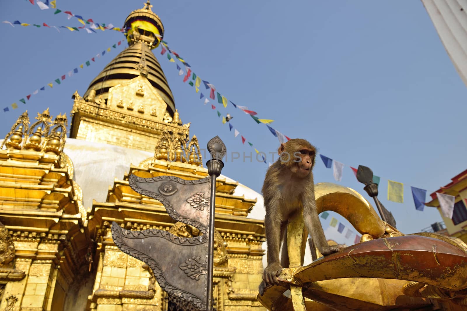 Sitting monkey on swayambhunath stupa in Kathmandu, Nepal by think4photop