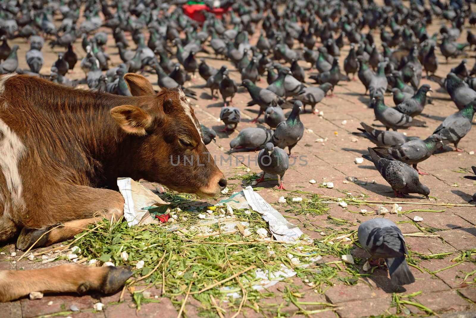 cows and pigeons in Durbar Square, Nepal by think4photop