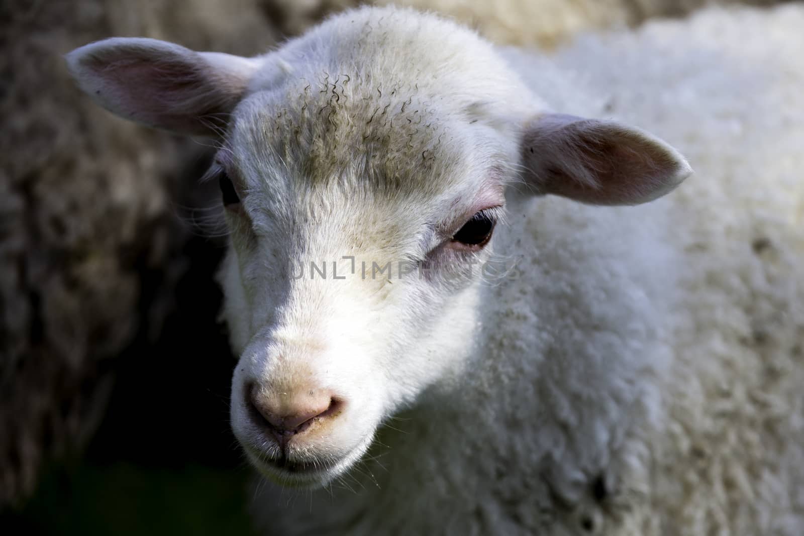 Baby Sheep by thomas_males