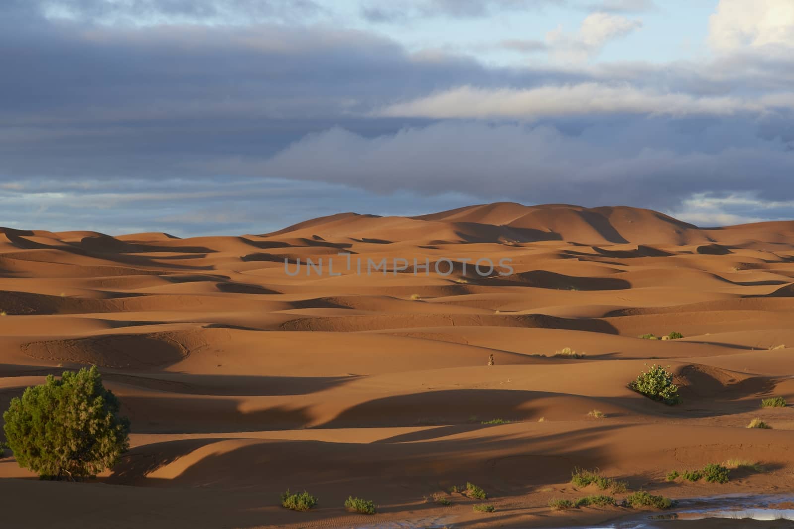Sand dunes in the Sahara Desert of Morocco in North Africa