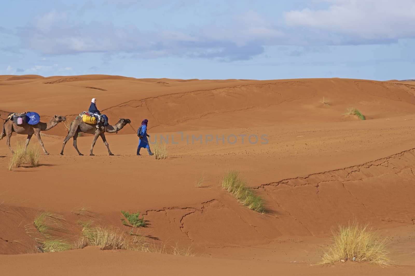 Group of tourists on a camel safari led by a Tuareg Tribesman in the sand dunes of the Sahara Desert in Morocco, North Africa