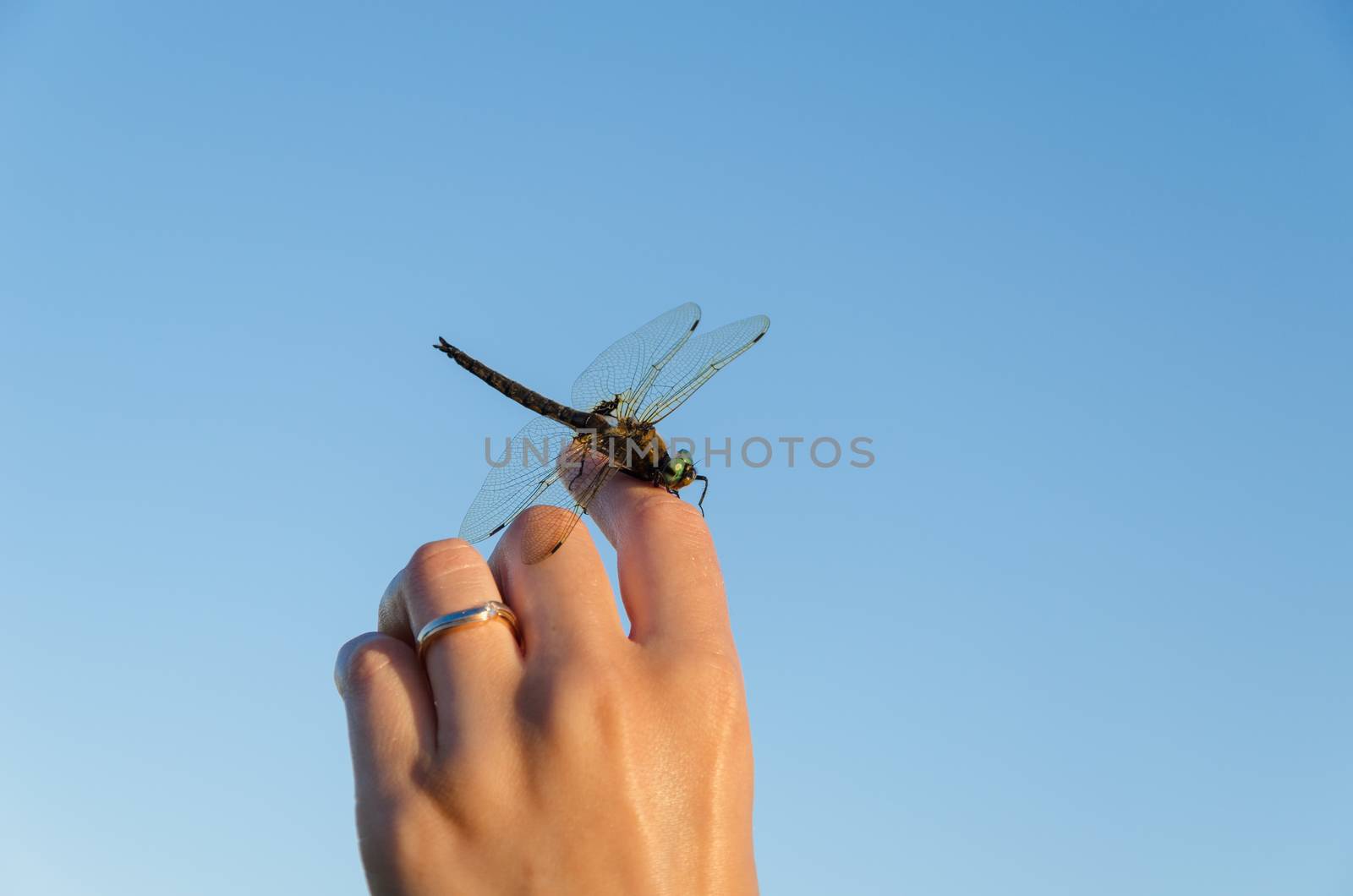 large damselfly wings on hand on blue sky by sauletas