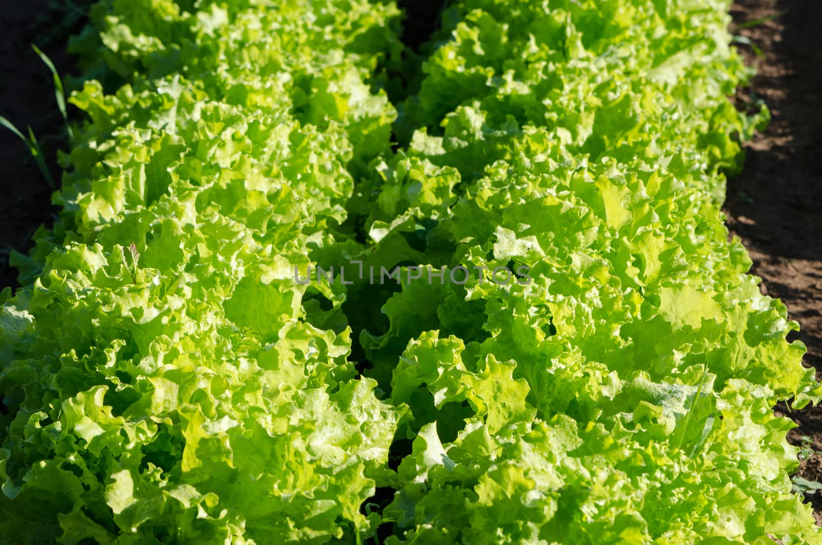 close up of fresh young organic green curly lettuce in garden