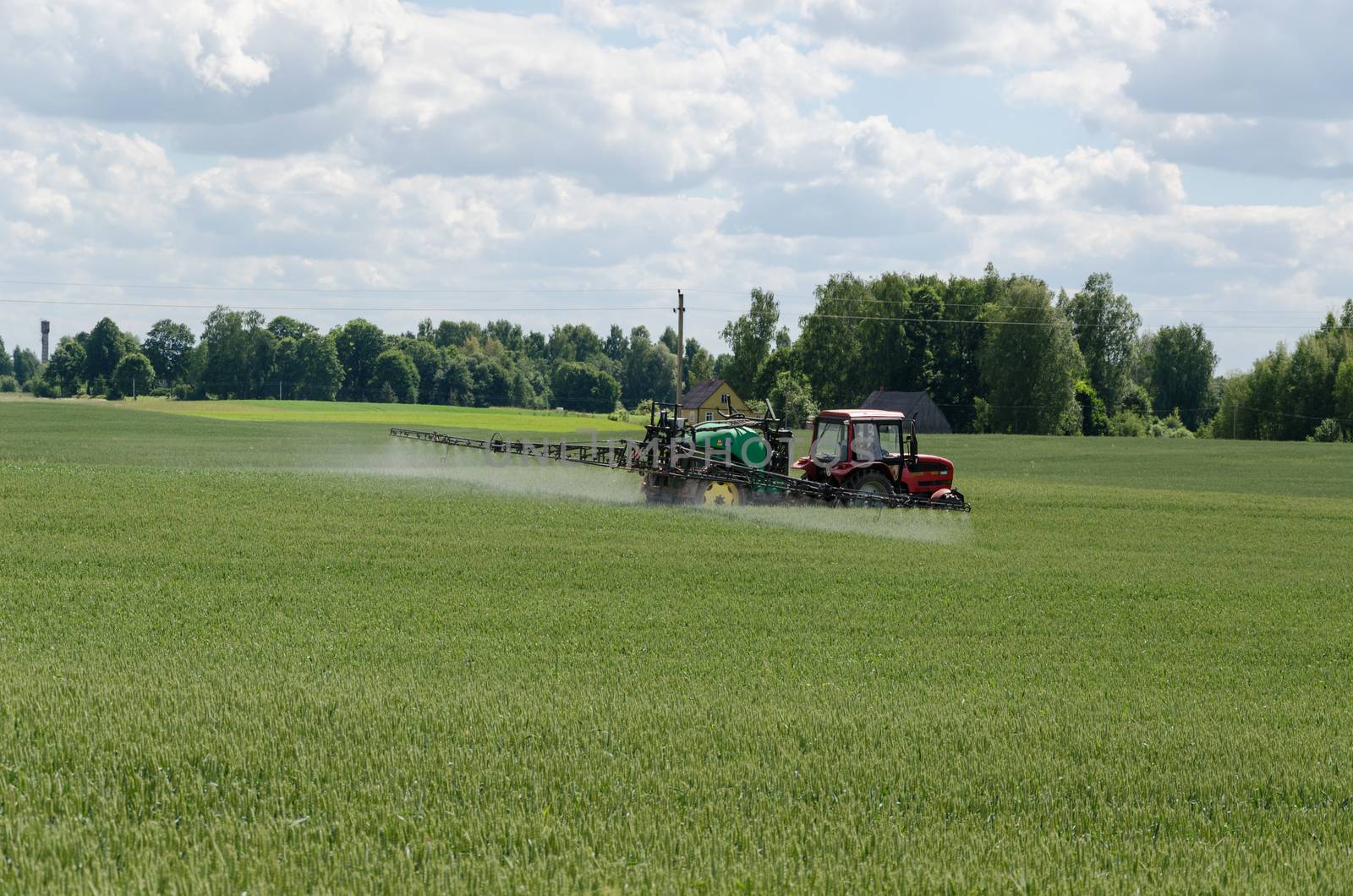 Machine tractor with special equipment fertilize agriculture wheat cereal crop plant field in summer.