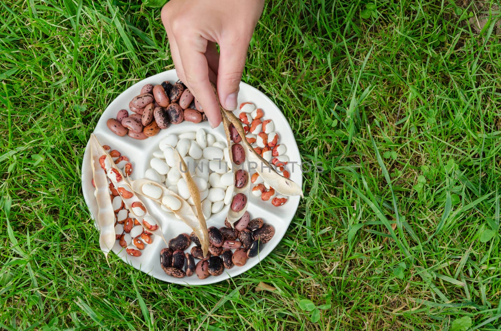 woman hand hold dried bean pod over the plate with colored beans on green meadow background