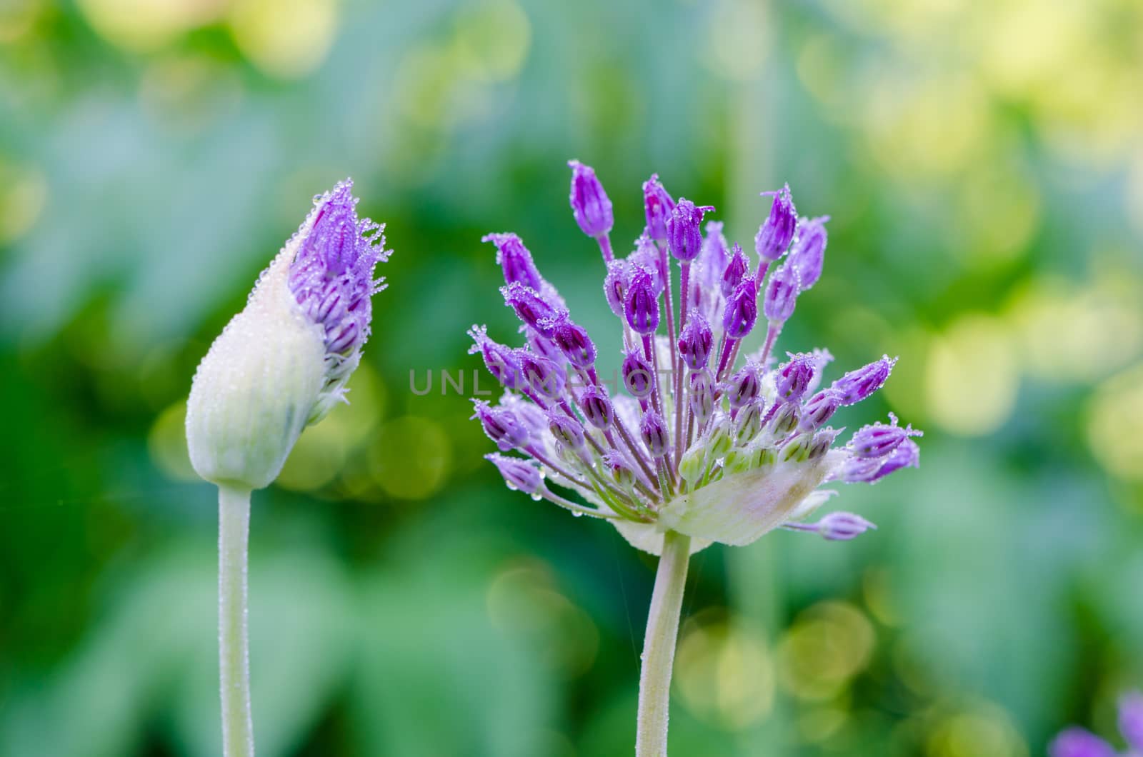 decorative garlic bloom and bud morning dew drops by sauletas