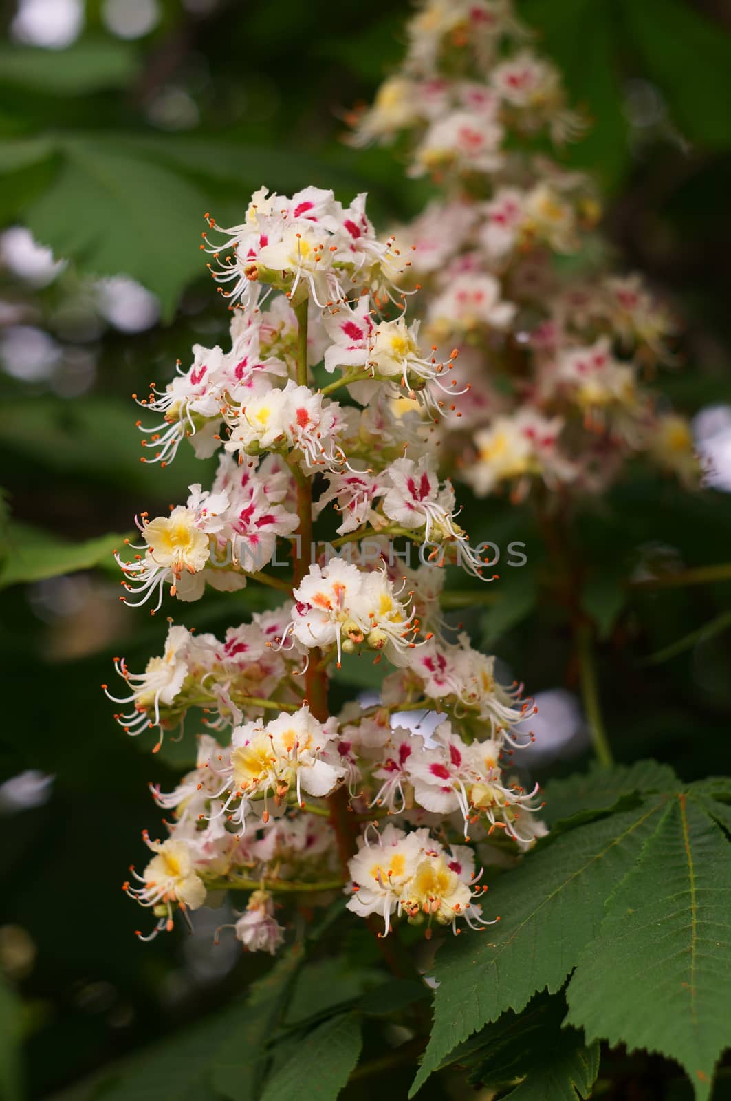  blooming Chestnut                              