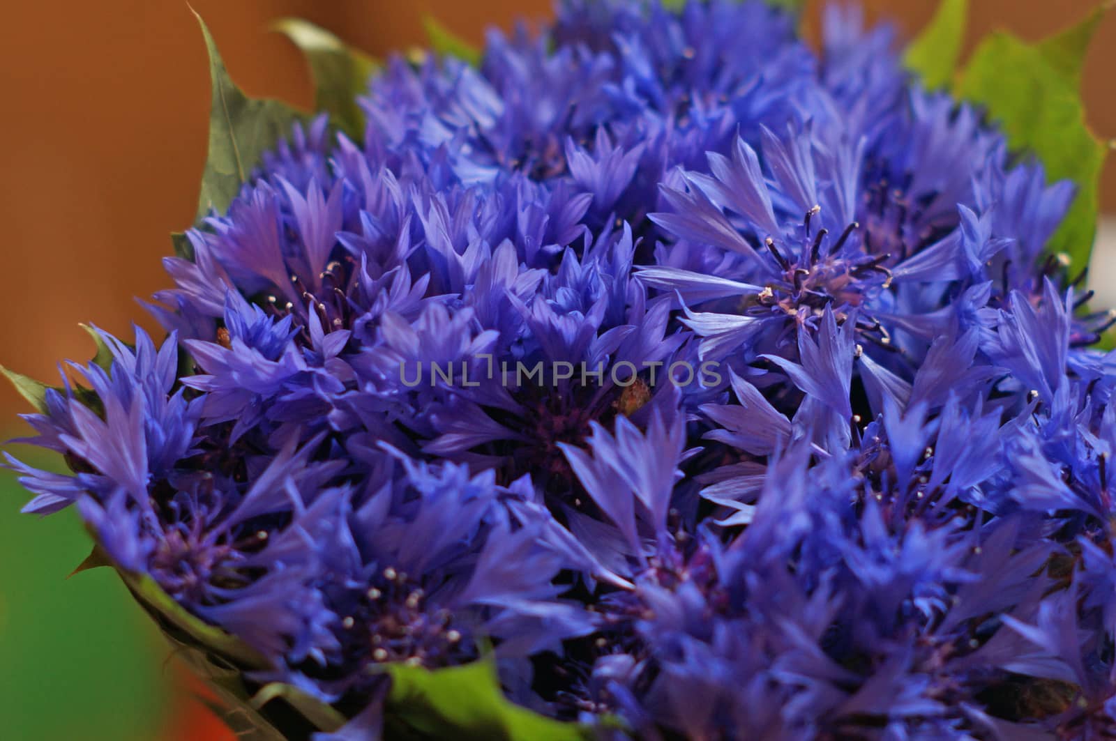 Bouquet of blue cornflowers                               