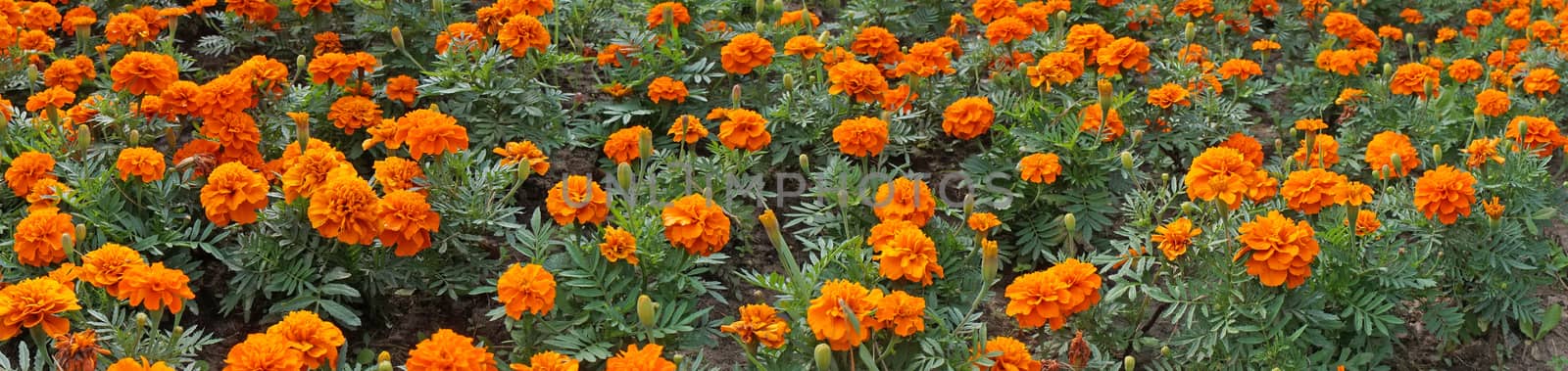 Marigolds in the flowerbed - panoramic image by Chiffanna