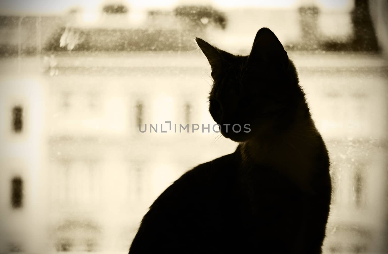 cat on window silhouette by sarkao