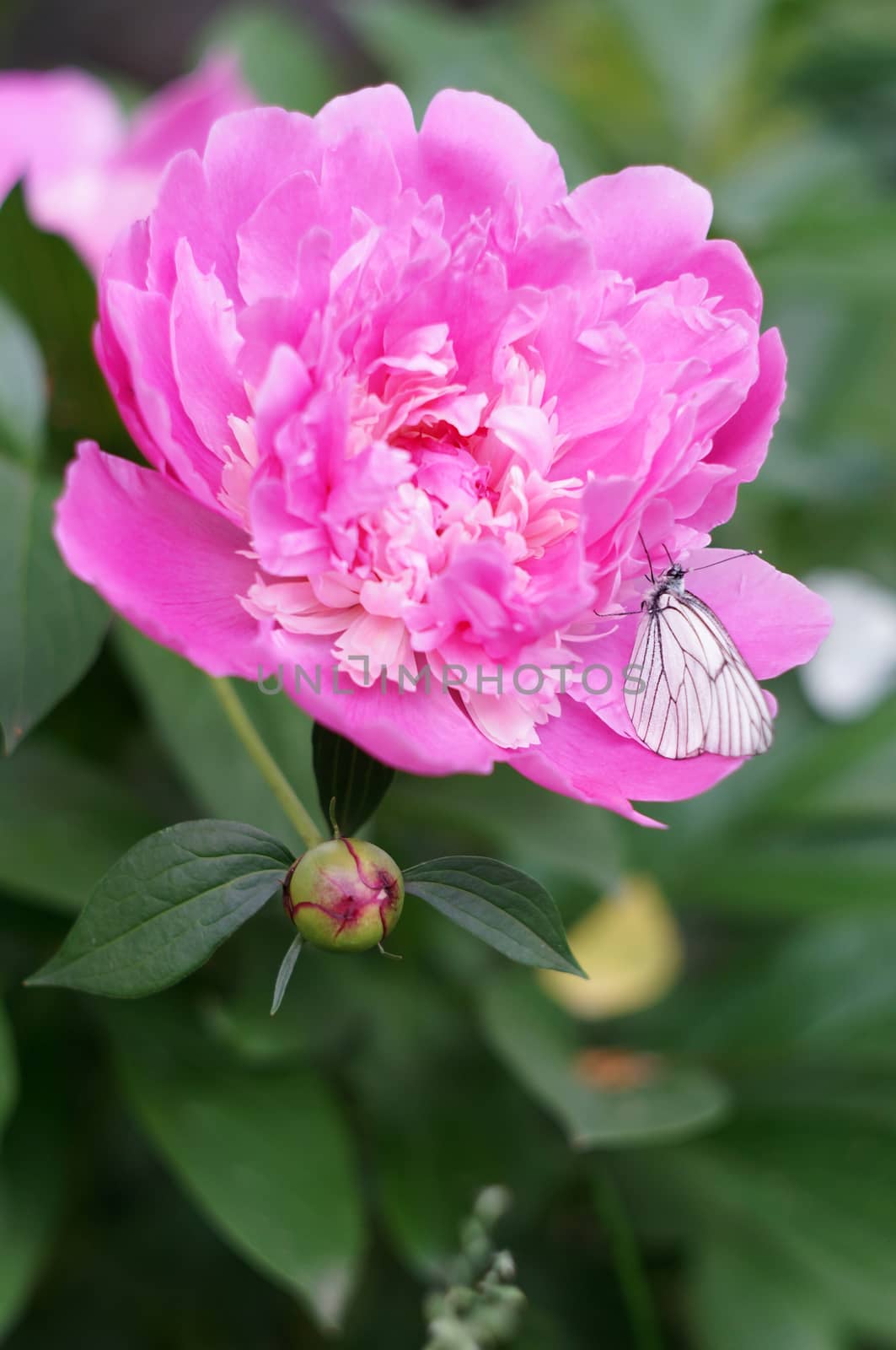  White butterfly on a flower pion                              