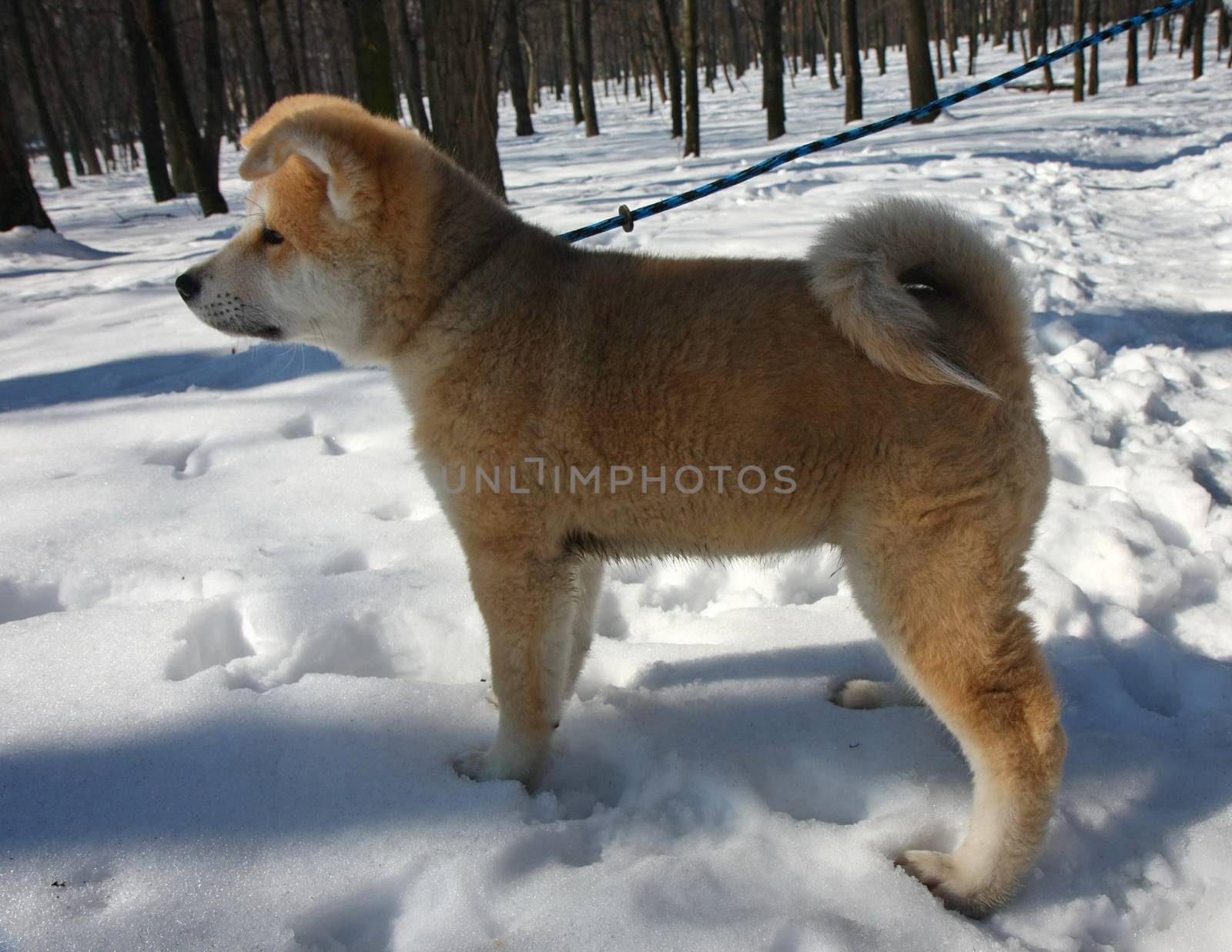 Puppy of Japanese dog Akita Inu,Belgrade,Serbia.First steps on the snow.