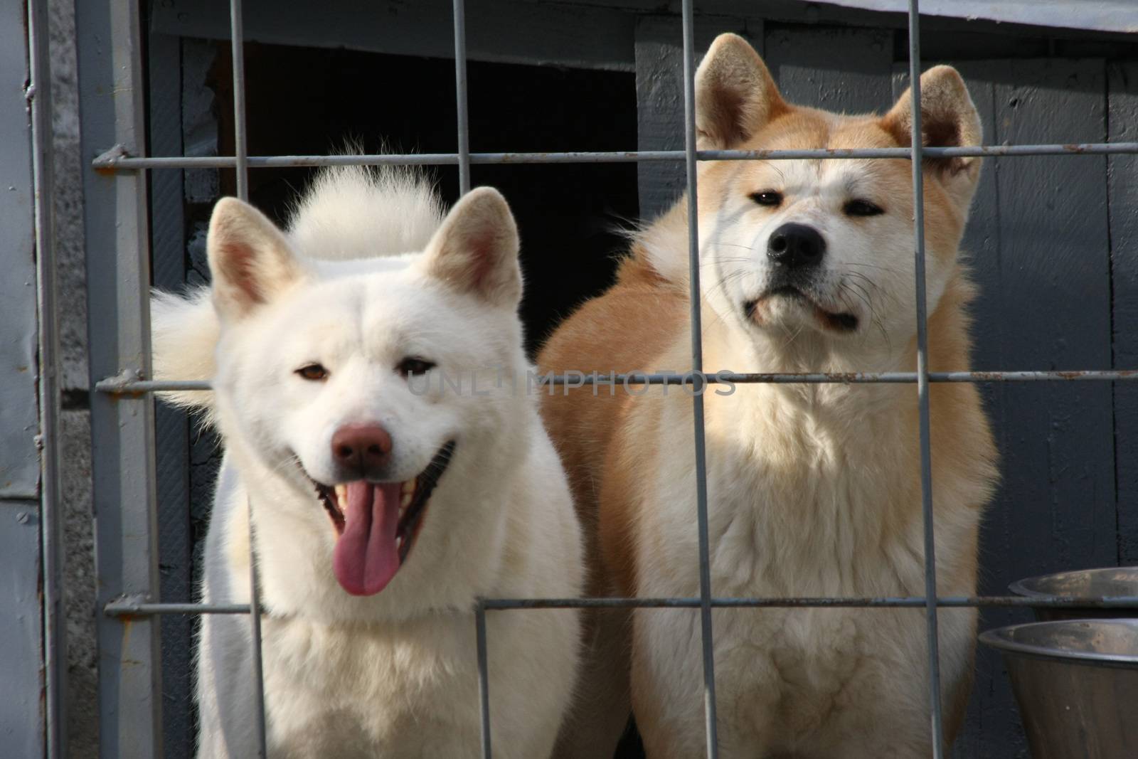 Akita Inu females,Belgrade,Serbia 