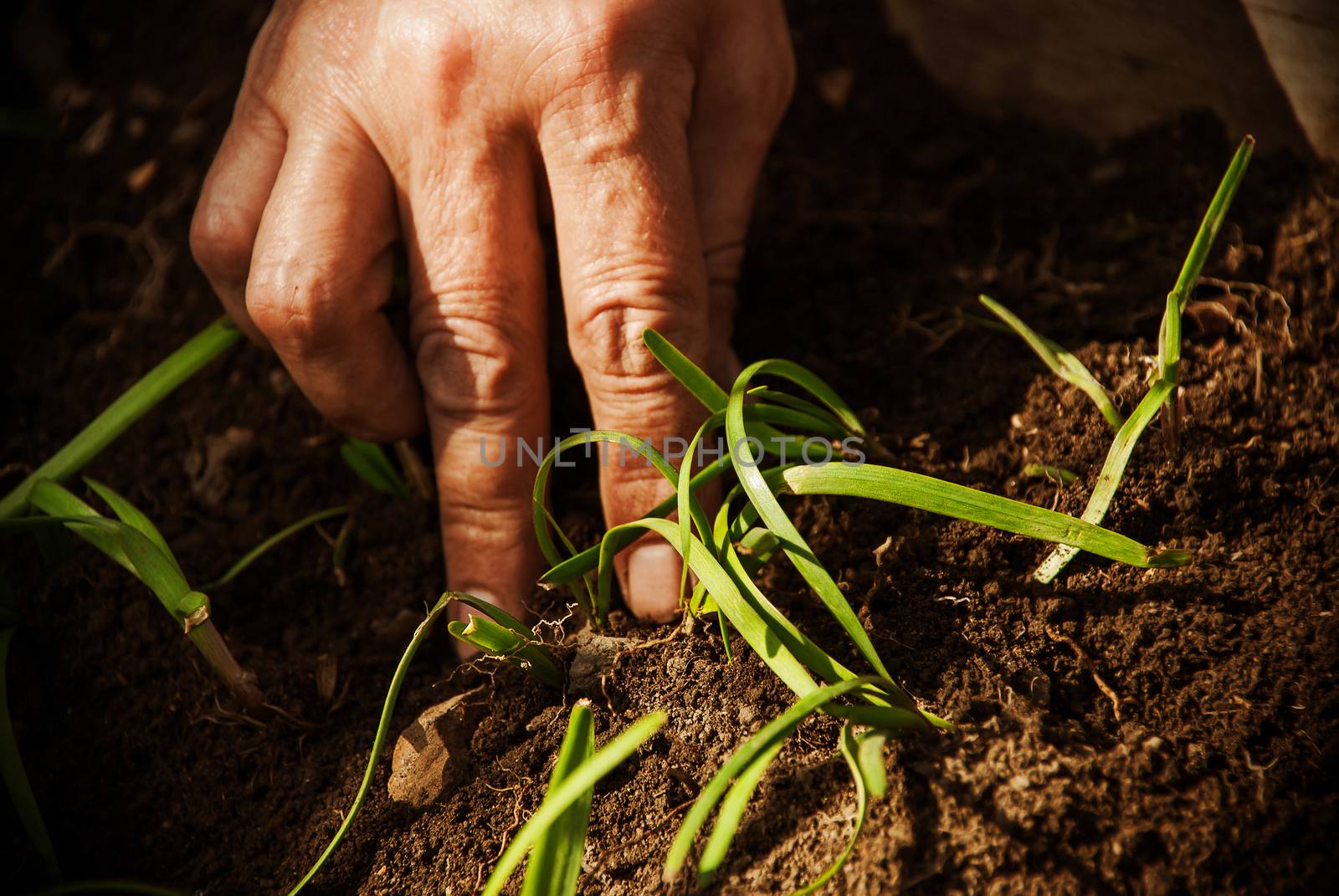 Female hand put plants in the garden. by negativ