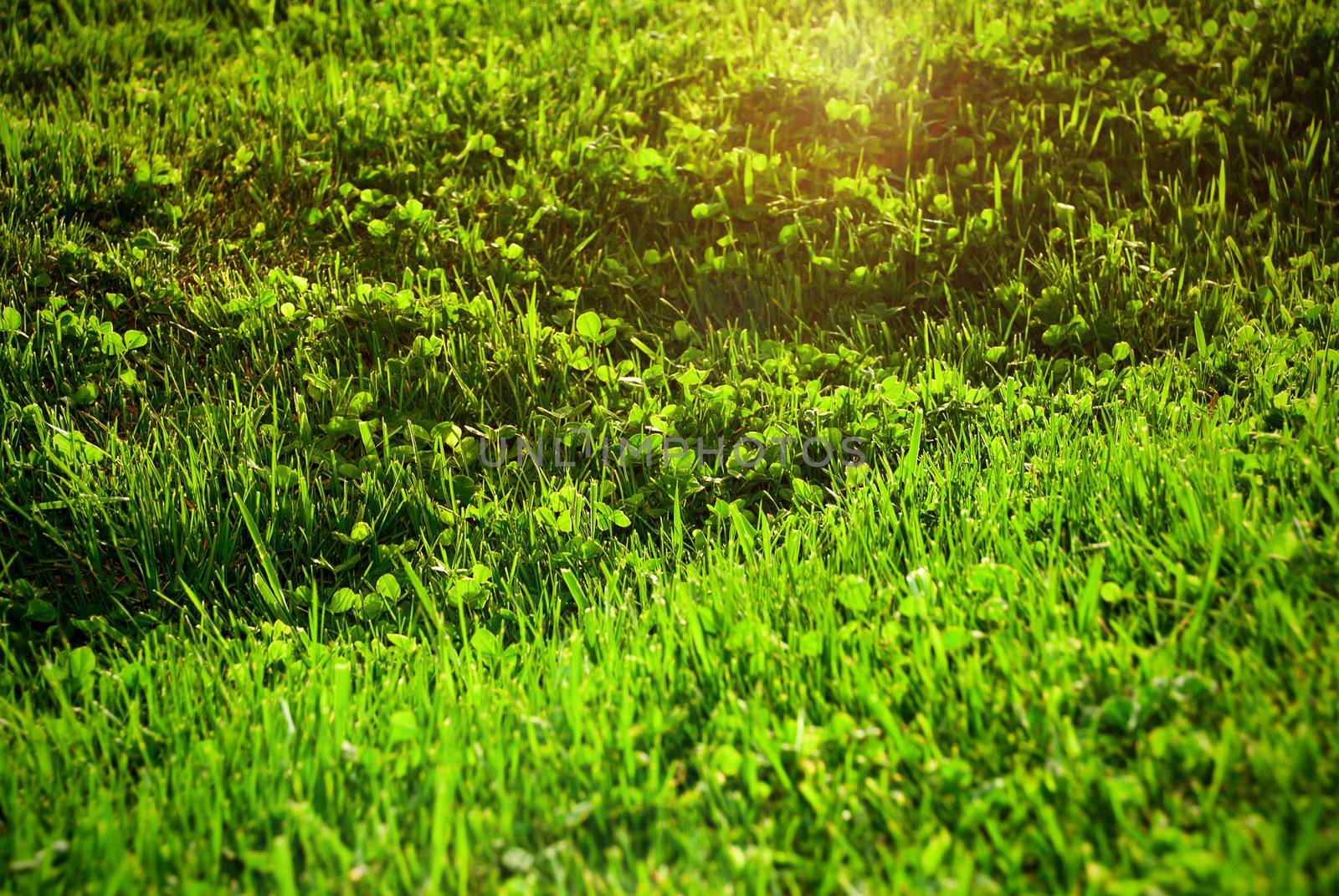 Lawn with blooming green grass in the sun.