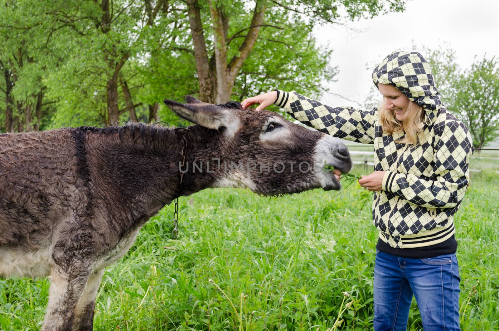 woman feed cute wet donkey animal with grass by sauletas