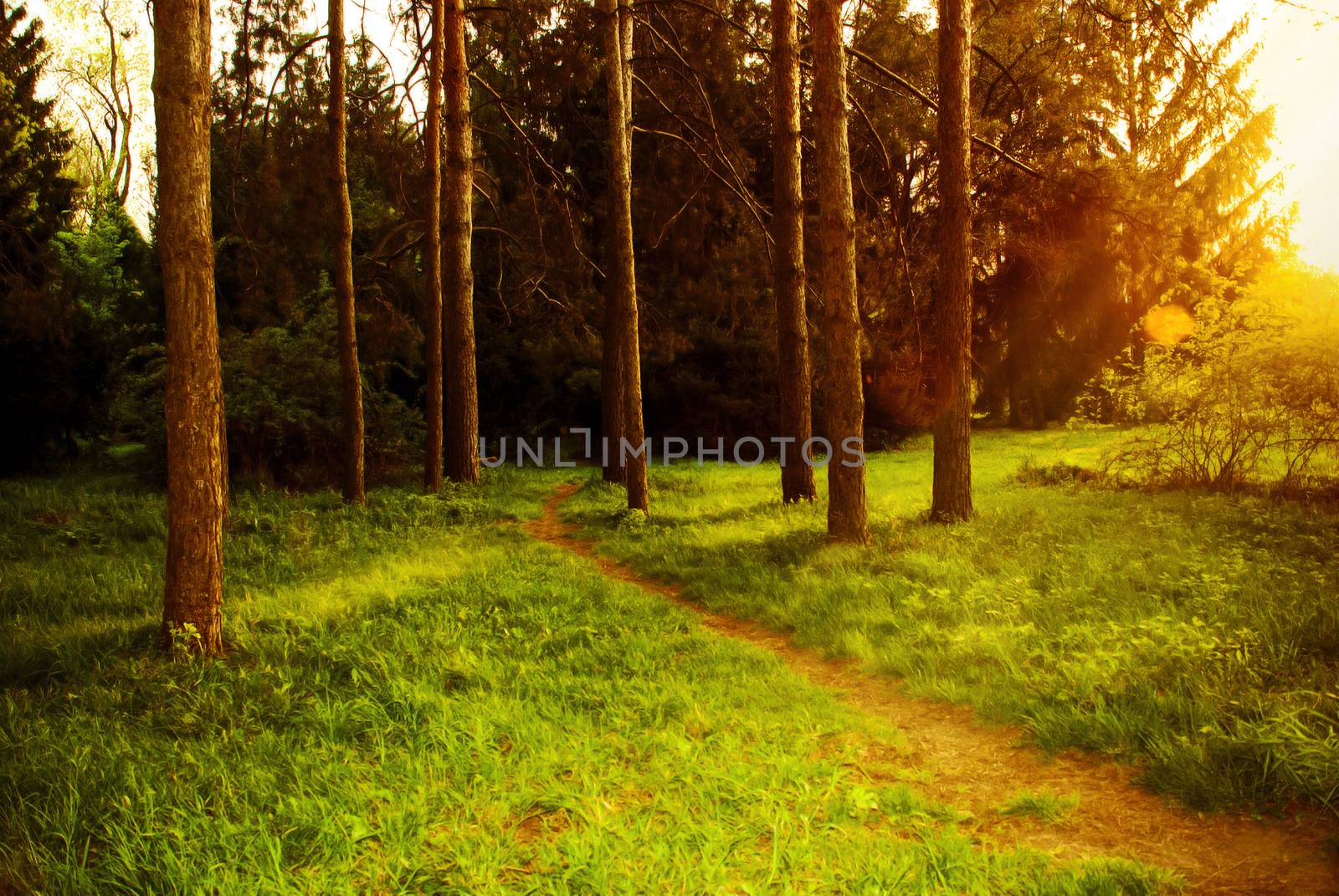 Mystical dense forest with a footpath shimmering sunlight. by negativ