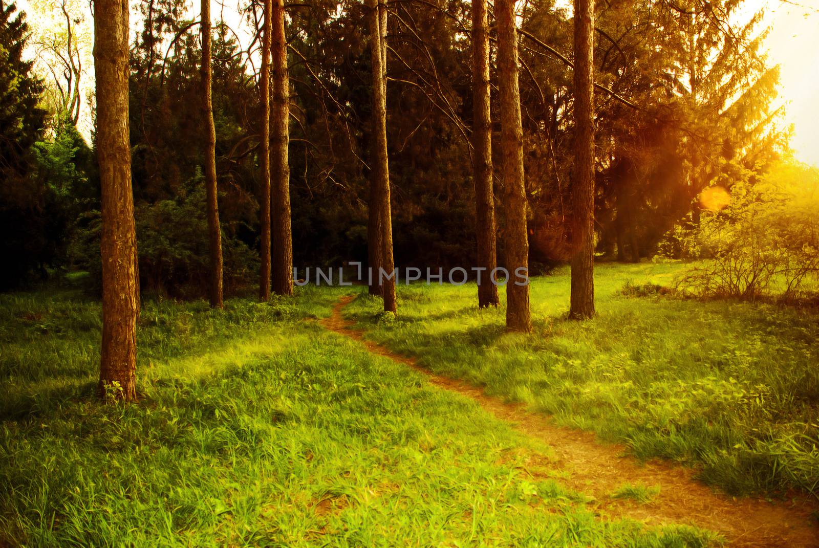 Mystical dense forest with a footpath shimmering sunlight.