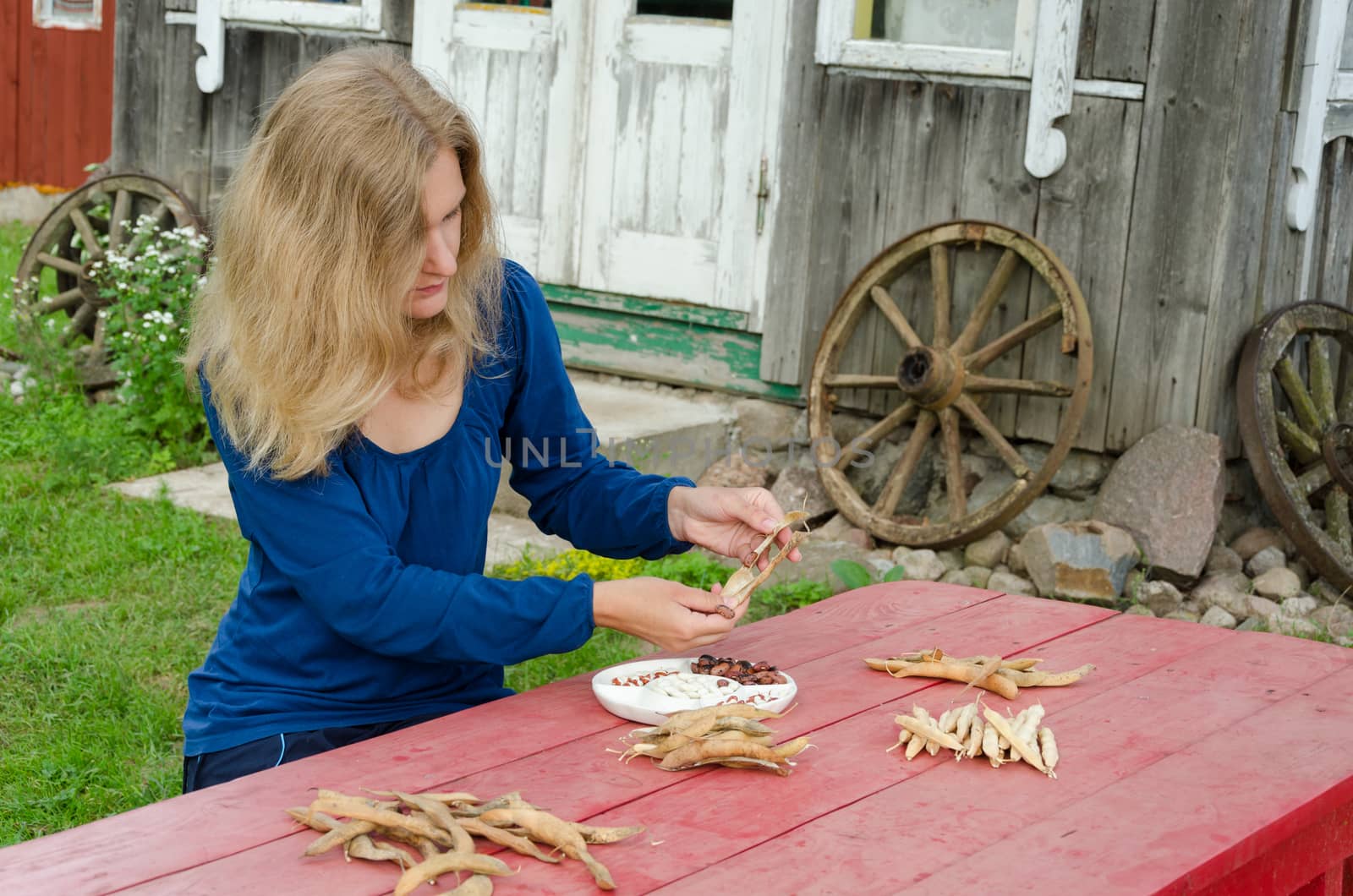 farm woman shell husk pod various kind species decorative beans to white dish.
