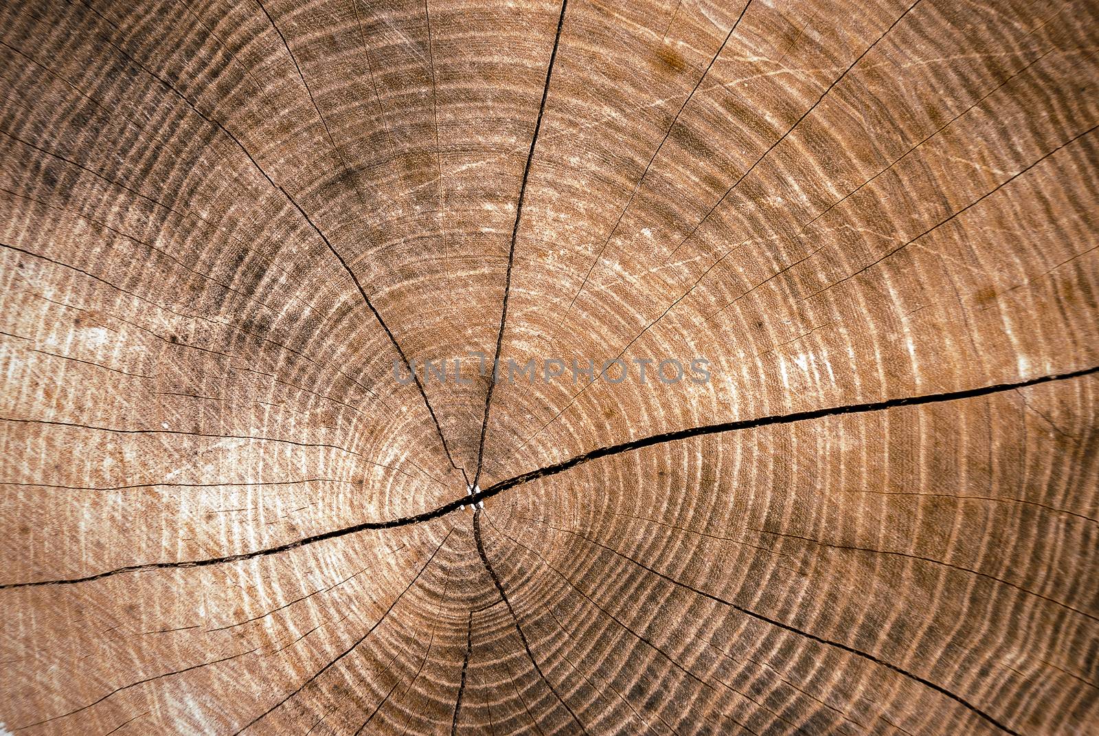 Tree stump by negativ