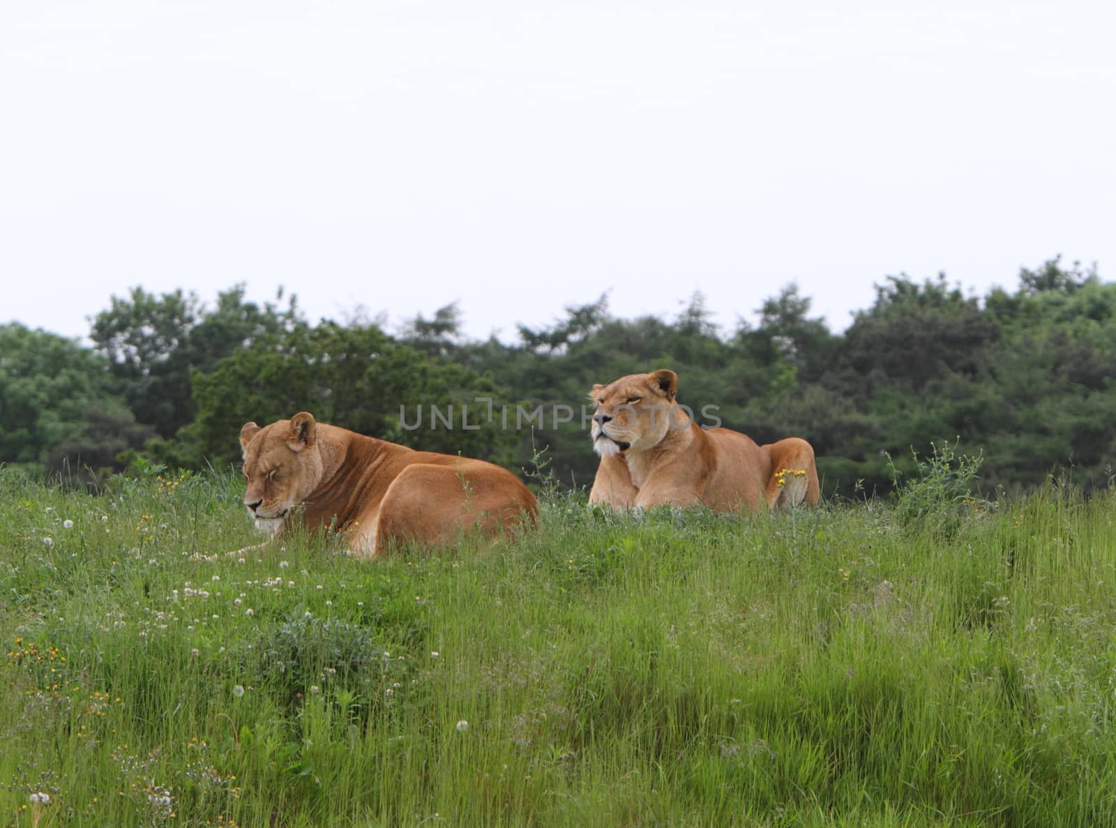 Lioness (panthera leo)
