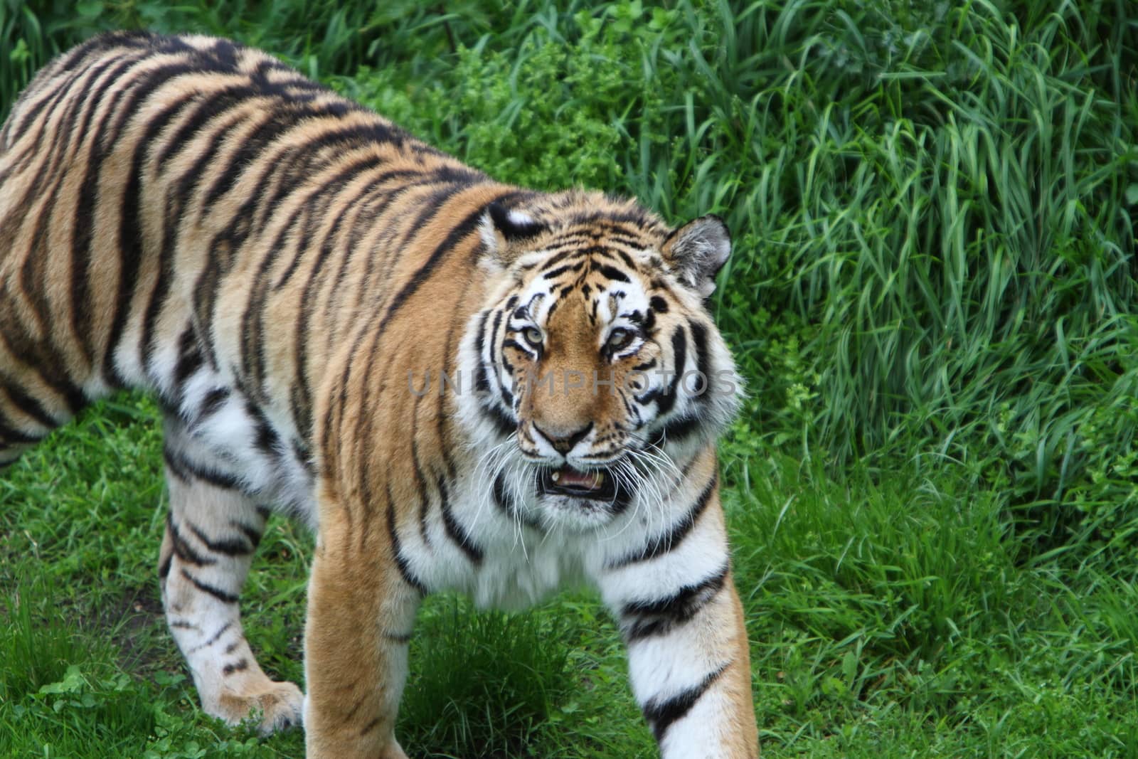 Tiger (panthera tigris) by mitzy